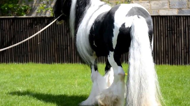 Champ Stallion proper cob смотреть онлайн