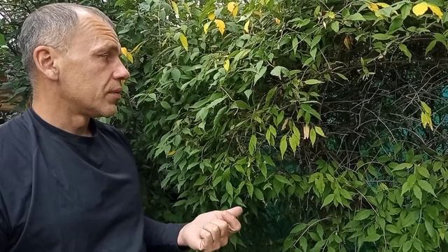 Принсепия китайская ( Prinsepia sinensis) на Южном Урале смотреть онлайн