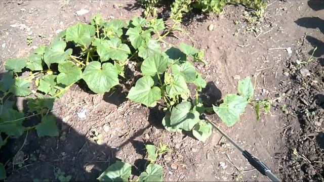 Как спасти томаты от вершинной гнили. Кальциевая селитра + борная кислота. смотреть онлайн