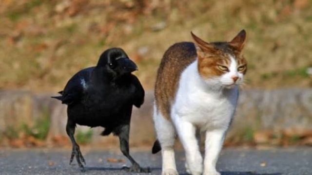 КОТ, ВОРОНА И ПОПУГАЙ. СКАЗКА ВЫХОДНОГО ДНЯ ДЛЯ ВЗРОСЛЫХ. смотреть онлайн