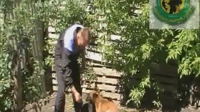 Malinois Ulfa test for police. For sale! смотреть онлайн