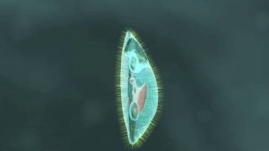 Краткий пересказ §10 Тип Инфузория. Биология 7 класс Константинова