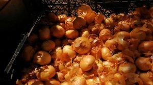 Вот - Он ЗНАМЕНИТЫЙ СЕМЕЙНЫЙ  -  ЛУК