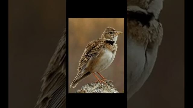 Поющие птицы в дождливый день в лесу наполненным звуками природы