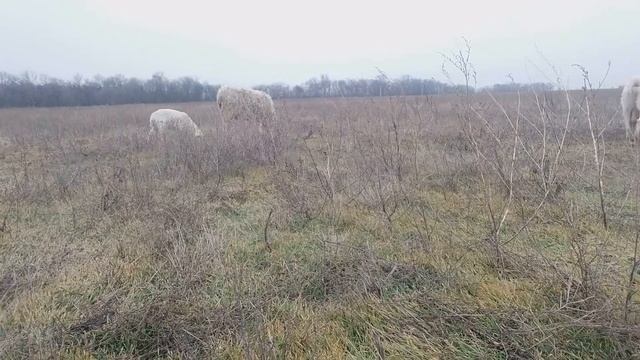 Породы овец. Александровская многоплодная овца и её сохранение.