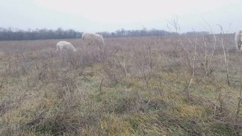 Породы овец. Александровская многоплодная овца и её сохранение.