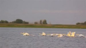 красивая песня    -лебеди лебеди