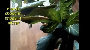 Инжир выращивание в доме Формировка Правила ухода и ошибки Fig Инжир в Сибири
