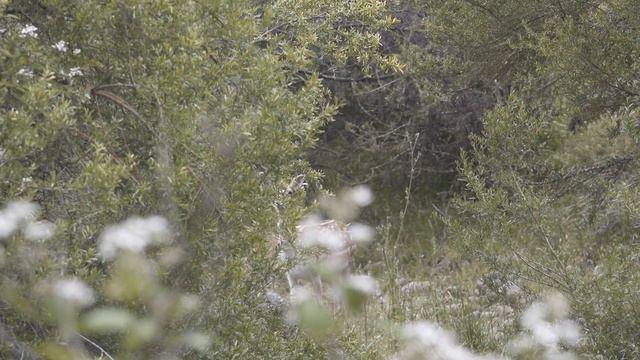 TG OUTDOORS - Deer Skins and Freezer Fillers (2018) смотреть онлайн