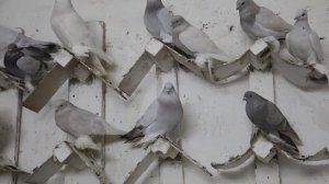Распродажа элитных Азиатских голубей.