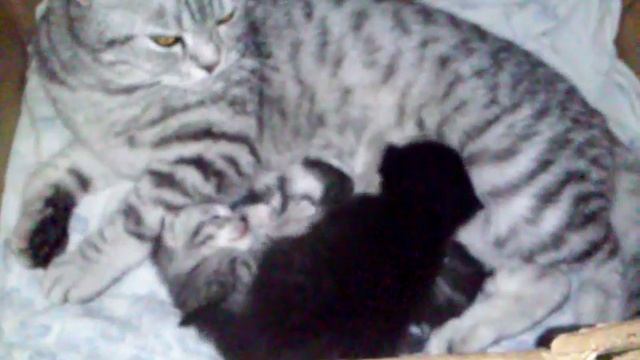 Британские котята. Лойя родила котят. смотреть онлайн