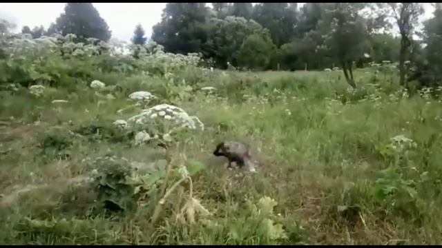 Щенок кавказской овчарки, девочка смотреть онлайн