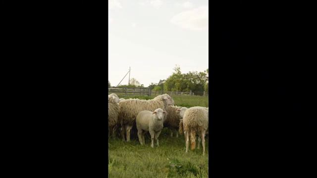 Изучаем звуки животных #звукиживотных #animalsounds#дети#длядетей#видеодлядетей#развивашкидлядетей