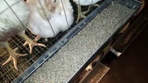 Вес бройлера кобб 700 в месяц.