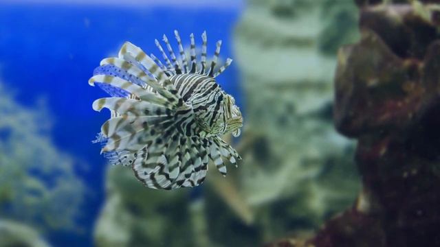 ♫ Релакс! Сказочное Великолепие подводного мира! Нежная музыка для расслабления и снятия усталости смотреть онлайн