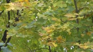 Сини ростуть