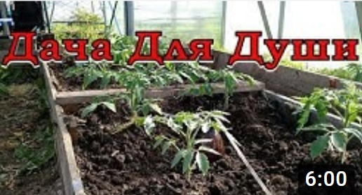 10 "НЕЛЬЗЯ" при выращивании ТОМАТОВ???