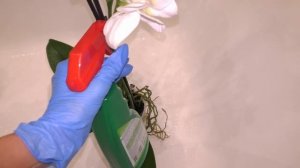 Купила ОРХИДЕИ С ТРИПСАМИ. В ОБРАБОТКУ ВМЕСТЕ С ВАМИ./ Посылка с ОЧЕНЬ ХОРОШИМИ препаратами.