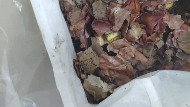 Великое переселение червей. 4-я неделя. смотреть онлайн