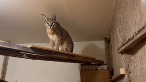 Рысь каракал