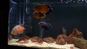 Астронотусы в аквариуме Биодизайн Риф 240
