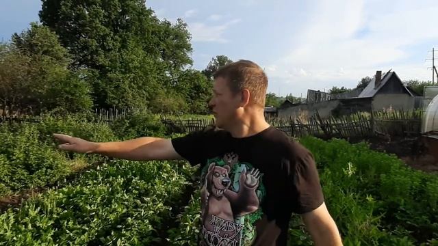 Зарабатываем на клубнике. Продали всю рассаду. смотреть онлайн