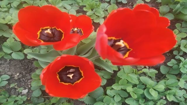 26 мая.ДЕНЬ ЛУКЕРЬИ. Какими бедами грозит святая. Приметы старины