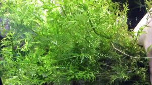 Индийский папоротник