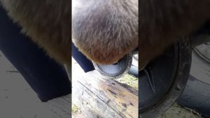 Выбиваем обойму наружнего подшипника с кожуха дифференциала моста. Хантер