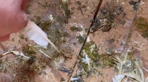 Почему сохнут пискуны !?# göyərçin #pigeons #голуби