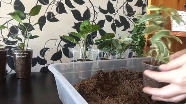 Пересадка фикусов, Брении, перчик, .... смотреть онлайн