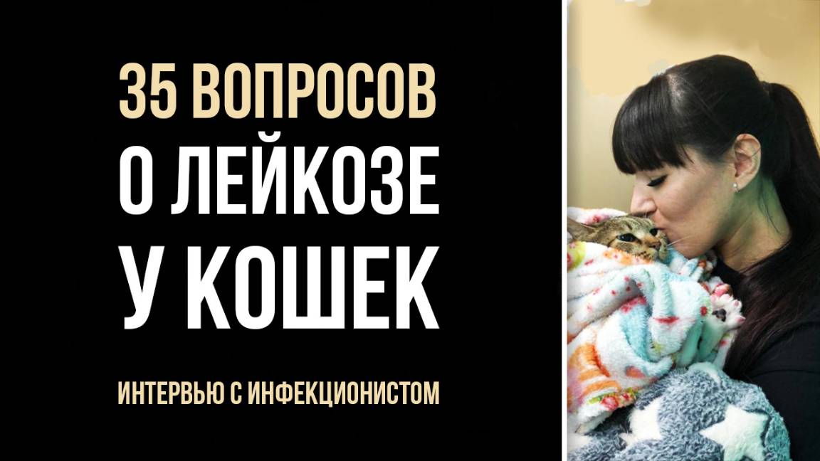 Правда и мифы о лейкозе у кошек | Интервью с вет врачом инфекционистом Севарой Картакаевой