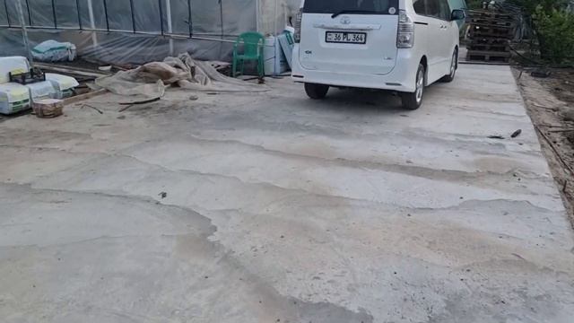 Павловния, основы посадки и выращивания для получения более 1 метра прироста в месяц. смотреть онлайн