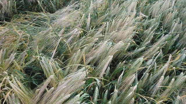 Сорта ячменя в Западной Сибири смотреть онлайн