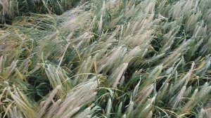 Сорта ячменя в Западной Сибири