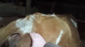 беременность и роды у коров