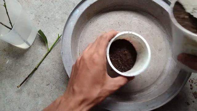 Paano magpaugat ng sanga ng Rosal o Gardenia смотреть онлайн