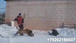 Щенки малинуа бельгильйской овчарки. Продаются щенки малинуа г. Москва.