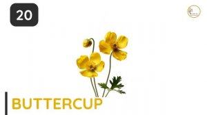 Flowers Vocabulary l 40 Flowers Name in English with Pictures l Popular Flowers Name with Spelling