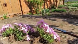 Флокс шиловидный. Результат пересадки.