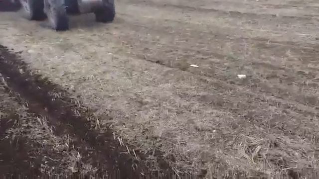 Прямой посев подсолнечника сеялкой MaterMacc PT8100