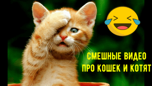 СМЕШНЫЕ КОТЫ #1 | СМЕШНЫЕ ВИДЕО С КОШКАМИ 2022 | СМЕЯТЬСЯ ДО СЛЕЗ