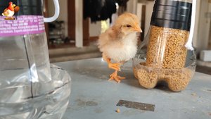 Слабый цыпленок и его мини столовая, поправляйся ❣️??