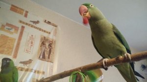 Чем кормить ВОЛНИСТОГО ПОПУГАЯ, аратинга, АЛЕКСАНДРИЙСКОГО ПОПУГА, ожерелового попугая. МАЛИНА