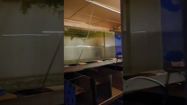 Заснял нерест неонов.