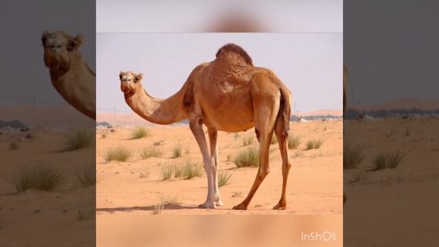 Детям о пустыне. смотреть онлайн