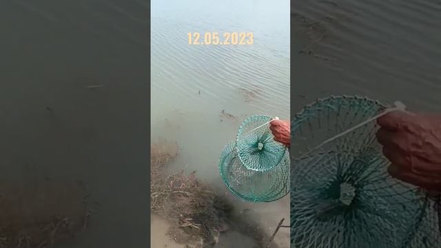 Рыбалка на СЫРДАРЬЕ 05.2023 БЕЩЕННЫЙ клёв. #баликови 2023 #catching_fish #рыбалканасырдарье #сазан