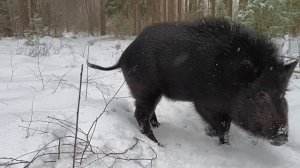 Дружба с ДИКИМ кабаном | Кабан в естественной среде обитания | бушкрафт | bushcraft.