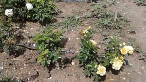 Бордюрные розы