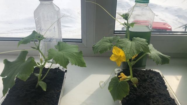 Огурцы на хлорелле и на воде. Большая разница! Сравнение в онлайн режиме. смотреть онлайн